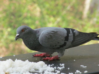pigeon eating