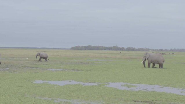Aerial drone stock footage of elephants roaming over wetlands Amboseli National park