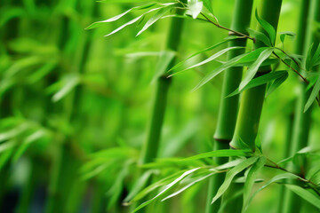 Fototapeta na wymiar closeup of bamboo forest trees and leaf. generative ai