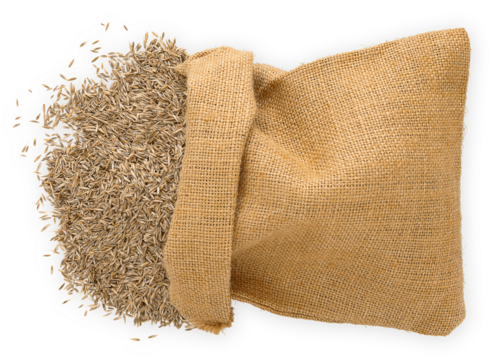 burlap bag full of grass seeds, top view isolated on white background