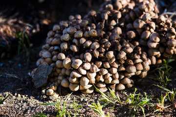 close up of mushrooms