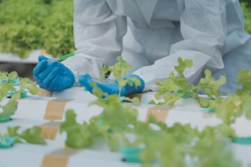 Organic farm ,Worker testing and collect environment data from bok choy organic vegetable at greenhouse farm garden.