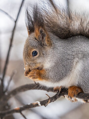 The squirrel with nut sits on tree in the winter or late autumn. Portrait of the squirrel close-up