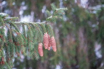 Green spruce branches with needles and cones in winter. Many cones on spruce.