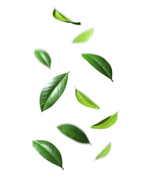 Green leafs falling drop down motion cutout backgrounds 3d rendering png