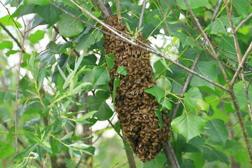 Bees swarming on tree