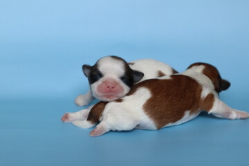 Shih Tzu puppies. Cute monthly kittens lie on a blue background. Isolate. Close-up. Selective focus. Copyspace