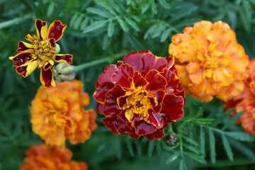 Marigold. Beautiful red and orange flowers on a green background. Close-up. Selective focus. Copyspace