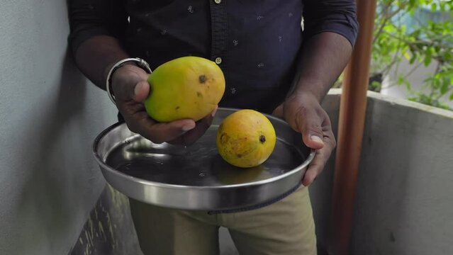A man holds washed Alphonso or Badami mango fruits on a steel plate