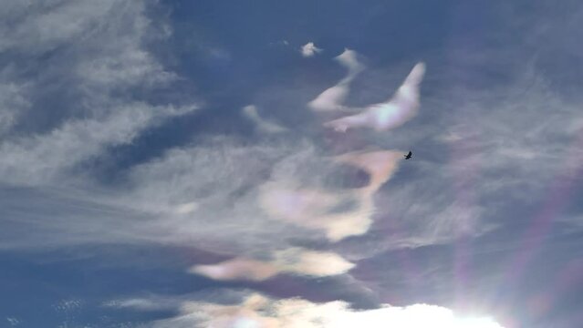 Natural blue sky with flying bird and colorful decorative clouds moving very slowly - Cloud iridescence, irisation around sun. Sunny autumn calm sky with colorful pearl colors - optical phenomenon.
