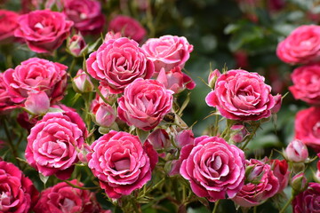 ピンクの薔薇の花畑