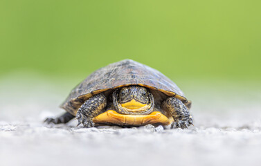 Blandings turtle baby crossing the road in the sunshine in Ottawa, Canada