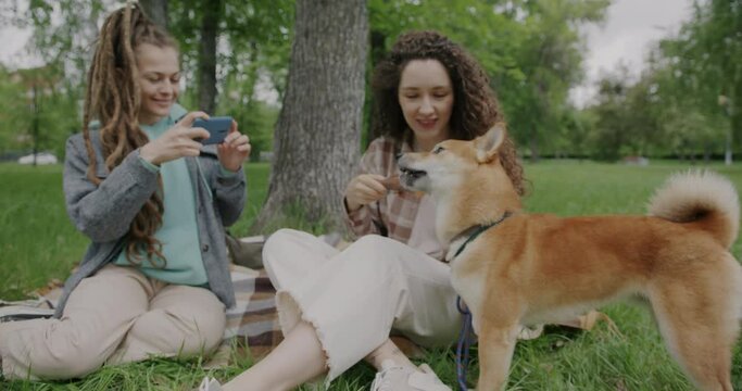 Young woman playing with shiba inu dog while friend taking photo with smartphone camera outside in park. Modern technology and animals concept.