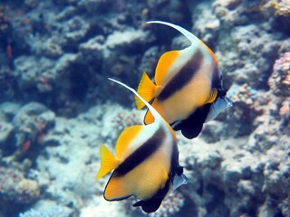 Fototapeta na wymiar yellow banner fish with two black bars at the red sea 