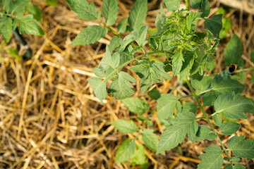 mulching tomatoes in the greenhouse with straw, dried cereals as protection against late blight