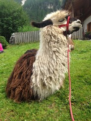 Relaxed blade in the hut © raffaella