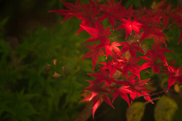 木漏れ日に照らされた紅葉　
Autumn leaves illuminated by the sun filtering through the trees