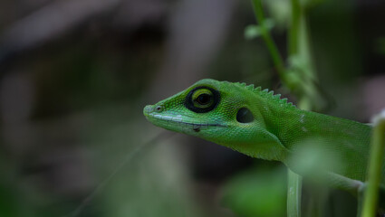 Close Up Photo of A Lizard in The Forest