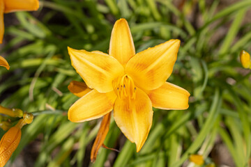 Daylily  - Hemerocallis - Orange