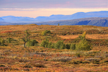 Fototapeta premium Autumn in the Forollhogna National Park, Norway