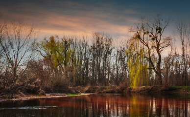 Trees, fog, forest, trees, lake, saffron, flowers, MOUNTAINS, ROADS, RIVER,