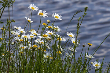 Lake of trees, forest strip, fog, haze.