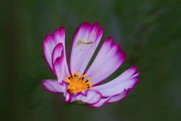 코스모스와 사마귀