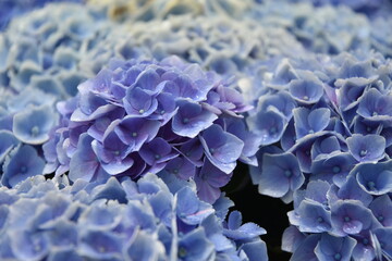 形原紫陽花の里　あじさい祭り