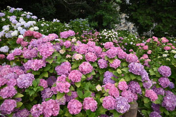 形原紫陽花の里　あじさい祭り