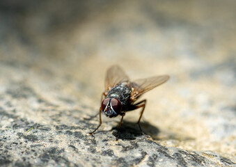 young fly insect macro shot 
