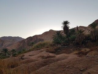 Mountain gorge with palm trees Egyptian Vaadi
