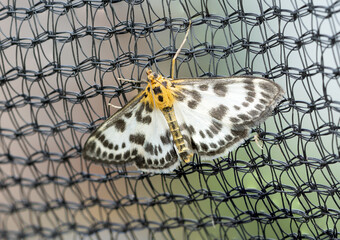 Anania hortulata butterfly macro shot