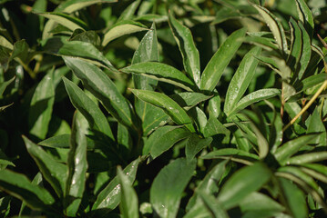 Green leaves of plants in the garden