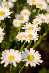 Chamomile in nature. A field of daisies on a sunny day in nature. Daisy flowers on a summer day. 