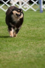 Finnish Lapphund on green grass for copy space