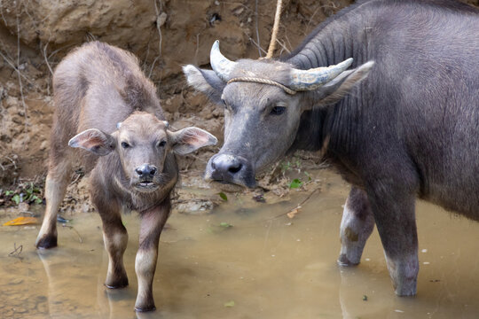 Close up shot of a mother carabao (Bubalus bubalis), a species of water buffalo, and her calf wallowing in muddy water in the Philippines. Sweet mother and offspring moment.