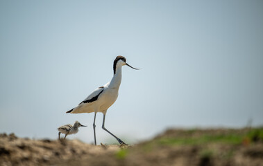 Pied avocet mother and baby