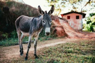 Tuinposter donkey with rope leash around its neck © Claudia