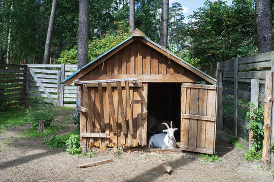 The goat is resting in a wooden house on a farm