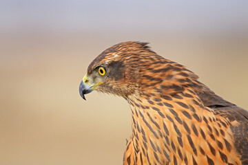 Fototapeta premium A sharp-eyed portrait of a northern goshawk (Accipiter gentilis) in the wild. A professional wildlife photograph showcasing the details of this predatory bird against a natural backdrop.