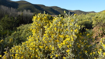 Yellow Wildflowers Against Mountainous Backdrop