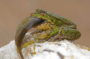 Animals hunting in nature. Frog eats fish