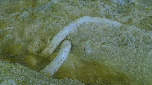 Mammoth tusks at the Orce site. First settlers of Europe. orce. Hu&eacute;scar region. Geopark of Gorafe. Grenada Province. Andalusia. Spain. Europe