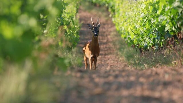 Roe buck standing in vineyard watching to the camera, walking away, watching again - Germany