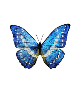 キプリスモルフォ Cypris Morpho