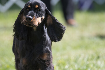 Field Spaniel in motion