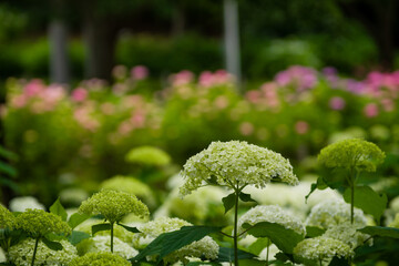 初夏に咲く紫陽花