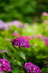 初夏に咲く紫陽花