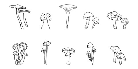 Mushroom, great design for any purposes. Doodle vector illustration. Edible mushrooms and toadstools. Healthy food illustration. Autumn forest plants sketches for textiles, wallpaper, coloring