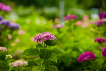 初夏に咲く紫陽花